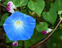 When Do Morning Glories Bloom Ajoann Com Flower Garden Plans Garden Vines Morning Glory Flowers