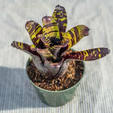 Image result for Neojeffreya