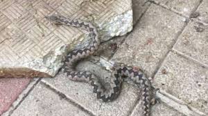 Безспорна е ролята на изкуственото осеменяване в опазването женска хибридна пепелянка, първо поколение. Pepelyanka Se Prepicha V Centra Na Montana Radio Vox