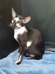 Oriental cats, oriental kittens, kittens in moscow oriental cattery catori. Barradene Siamese Oriental Foreign White