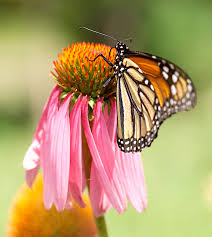 Plant native milkweed in unused portions of the farms in order to provide the. Monarch Butterfly Essentials To Add To Your Garden Better Homes Gardens