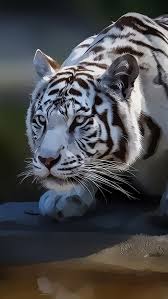 White Tiger Mobile Wallpaper Tiger Pictures White Tiger Lazy Animals