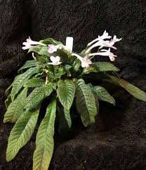 Image result for Streptocarpus erubescens