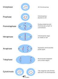 This may be a temporary resting period or more permanent. Cells Alive Meiosis Phase Worksheet Answers Promotiontablecovers