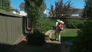 This easily available ingredient could be the answer for how to kill mosquitoes in the house. Tired Of Mosquitoes Maybe Garlic Can Help Globalnews Ca