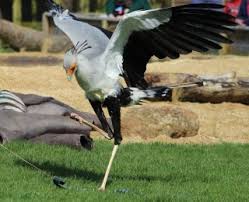 Find out what they are, and whether these issues can be overcome. Daily Bird Of Prey Flying Displays At Hampshire S No 1 Visitor Attraction Hawk Conservancy Trust