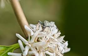 Image result for Erythrocephalum albiflorum