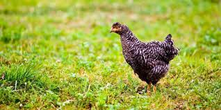 Chickens make great pets, and having a coop of chickens can help your family in so many ways! 300 Girl Chicken Names Cute Ideas For Naming Your Hens Farmhouse Guide