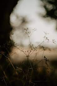 Pin On Nature Photography