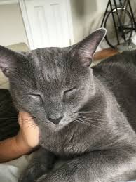 We did not find results for: A Cat S Limp Is Not Always About The Leg Seek Help Immediately