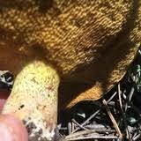 Image result for Suillus wasatchicus