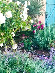 In this article, i discuss the phenomenon of a yarn blooming. My Rose Garden What Is Blooming Right Now Cindy Hattersley Design