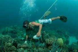 Ikan di kawasan konservasi laut pulau pombo. Apa Saja Yang Termasuk Jenis Penangkapan Ikan Destruktif Kelautan Dictio Community