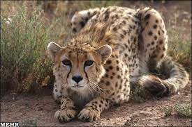 Pin By Maggie Daves On Cat Like Predators Beautiful Cats Animals Wild Wild Cats