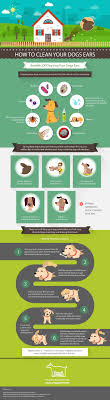 Your Dog S Ear Hygiene Is Important Infographic Doginfographic Dog Ear Dog Care Cleaning Dogs Ears
