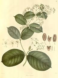 Image result for Flabellariopsis acuminata