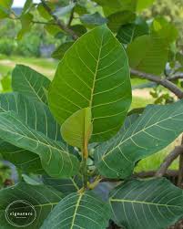 Image result for Ficus trichopoda