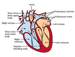 Diagrams Of Human Heart Diagram Link Heart Diagram Human Heart Diagram Human Heart
