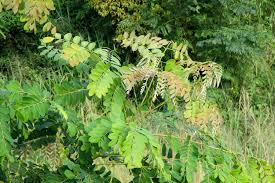 Image result for Albizia procera