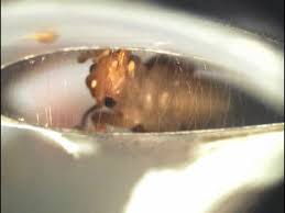 In addition to that camel milk has 50% less fat and 50% less saturated fat than usda whole milk. Gryllacrididae Wikipedia