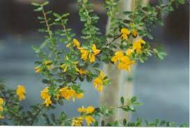 Image result for Brya