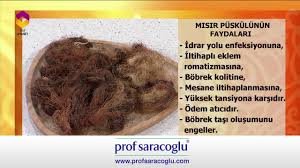 Prof Saracoglu Ile Ruh Ve Beden Sagligi Misir Puskulu Nun Faydalari Youtube