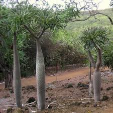 Image result for Pachypodium