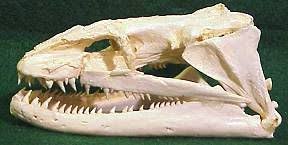 Mammalian And Non Mammalian Animal Skull Reproductions From Arizona Dry Bones Mammals Animal Skulls Moray Eel