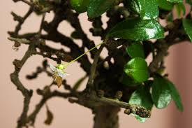 Buy white flowers tree on ebay. 35 Ideas For Bonsai Tree With White Flowers Pink Wool