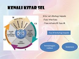 Pernahkah anda mendengar bom nuklear?. Bab 5 1 Mitosis Cute766