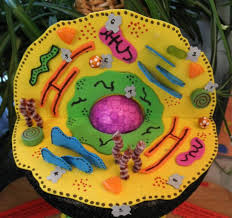 Check spelling or type a new query. 11 Science Ideas Cells Project Cell Model Animal Cell Project