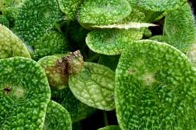 Image result for Begonia rubronervata