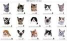 List of cat breeds - Wikipedia