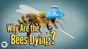 A bee in the house can be a source of worry, especially for children and for those with allergies. Why Are The Bees Dying Youtube