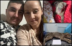 UK Animal Cruelty Files