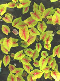 Polynesian Produce Stand Caladium Yellow Blossom Elephant Ear Plant