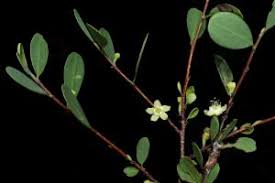 Image result for Aneulophus