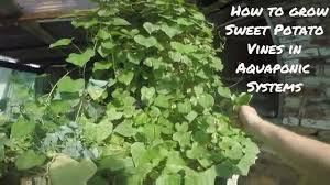This is how you eat sweet potatoes for breakfast, lunch, and dinner. Aquaponic Sweet Potato How To Grow Sweet Potato Vines In Aquaponic Systems Youtube