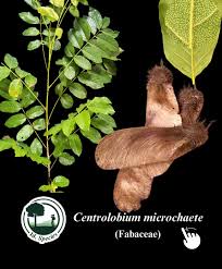 Image result for Centrolobium