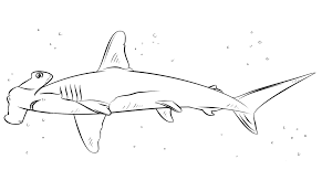 We did not find results for: How To Draw Hammerhead Shark Simple For Children Coloring Pages Fish Coloring Pages Coloring Pages For Kids And Adults
