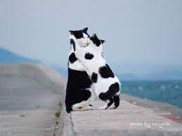 ボード 猫 のピン