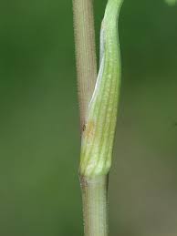 Image result for Lintonia nutans