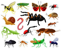 Learn about different insect parts, which insects can walk on water, how ants communicate and much more. Free Vector Bugs Collection Insect Vector Design