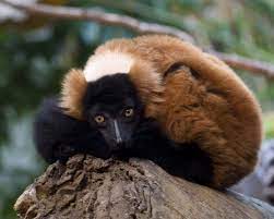 Red Ruffed Lemurs Enjoy Stretching Out Their Legs And Sunbathing Early Natives Who Saw This Behavior Regarded Th Animals Wild Funny Animals Cute Funny Animals