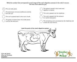 Bovine Nutrition Diagram Wiring Diagrams