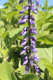 Image result for Coleus barbatus