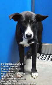 Pin Auf Safe Rescued Or Adopted Animals