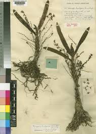 Image result for Cribbia brachyceras