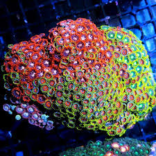 Image result for Stomatanthes sp.no.1