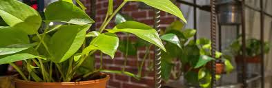 We did not find results for: Where To Place Houseplants Love The Garden